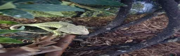 Gecko reptiles for sale: Crested gecko + 24.6L subatrate  - Advert 2