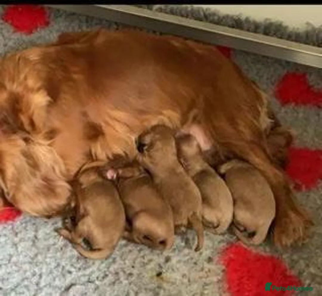 Cavapoo dogs for sale: Health Tested Cavapoo Puppies - Advert 2
