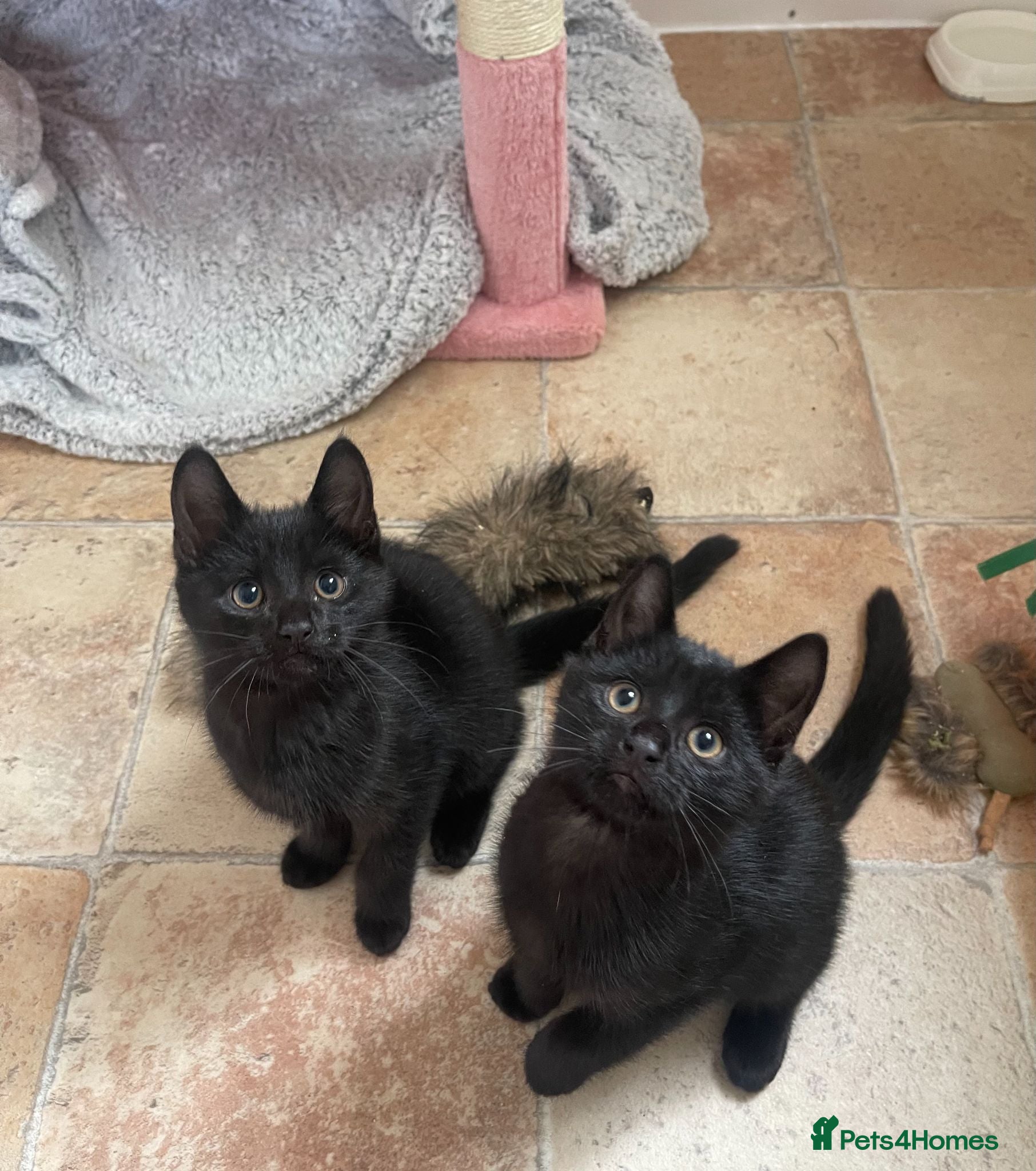 Mixed Breed cats Gaston and Maurice - 12 weeks old - Advert 2