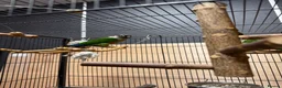 Parrots birds for sale: Green Cheek Conures - Advert 7