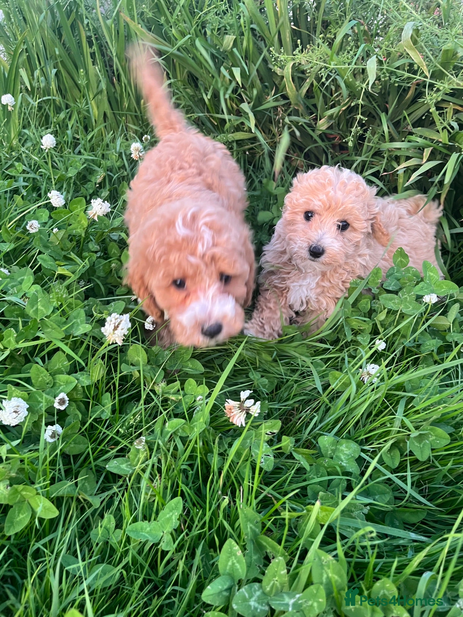 Cavapoochon dogs Cavapoochon puppies  - Advert 2