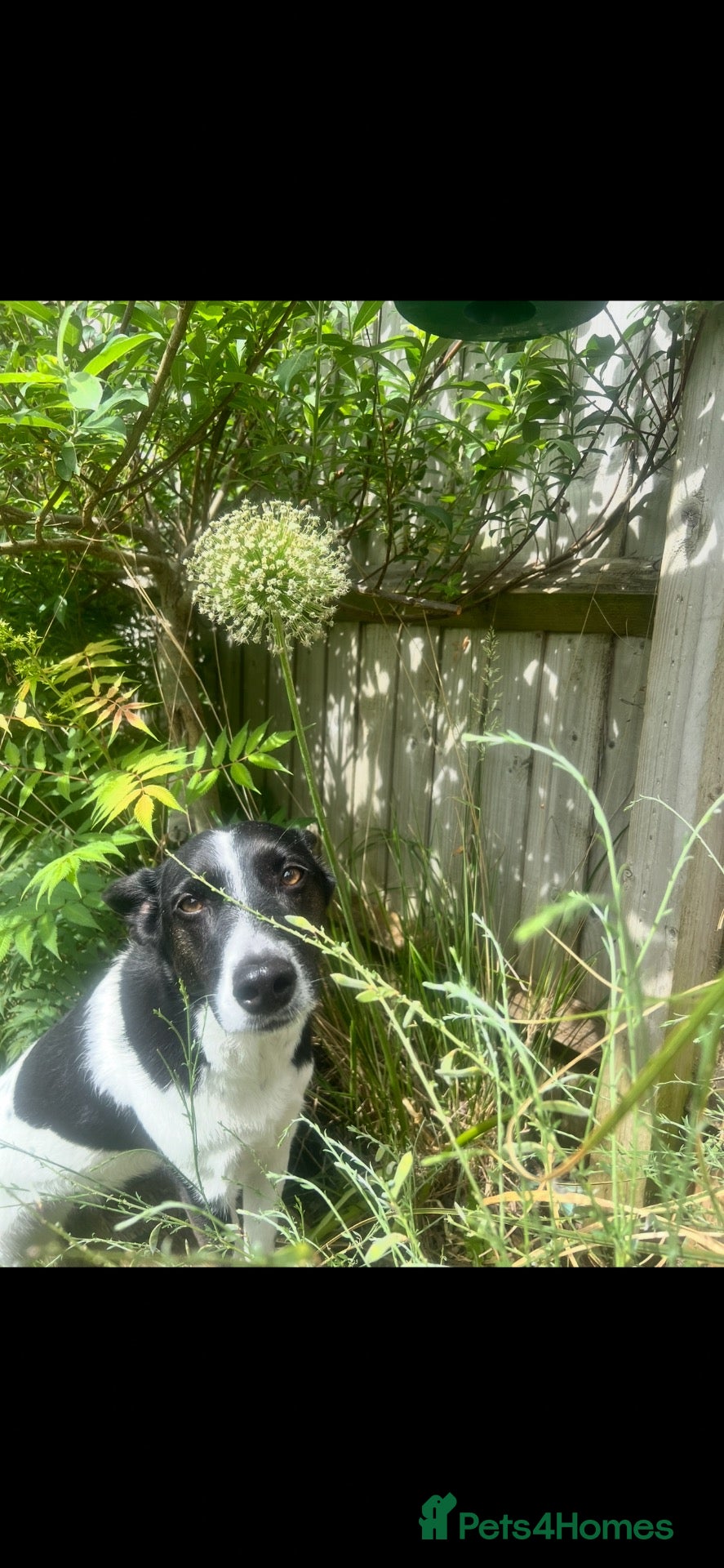 Mixed Breed dogs Looking for a loving new home - Advert 1