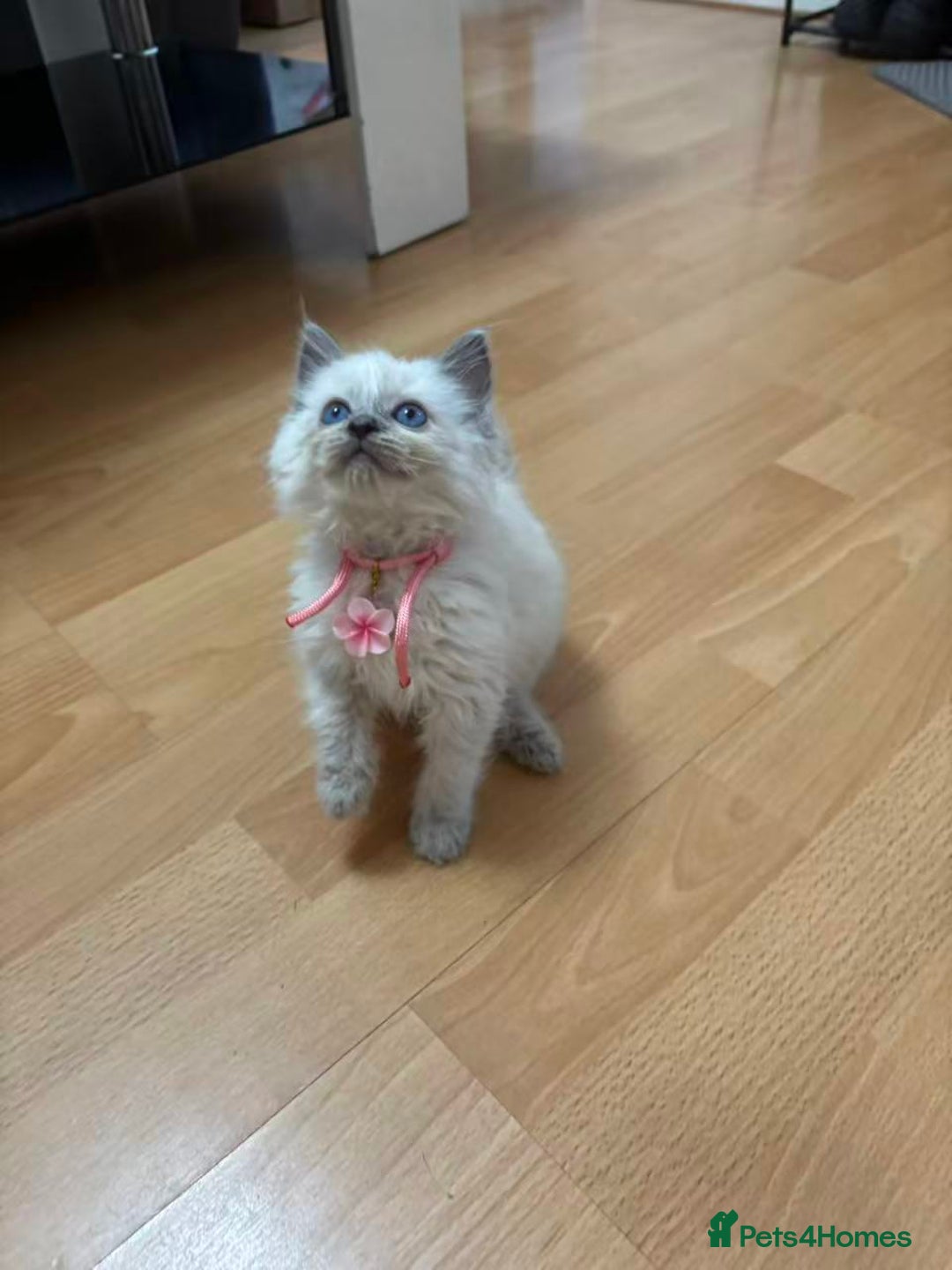 Ragdoll cats for sale: 8 purebred Ragdoll cats - Advert 4