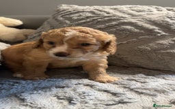 Cockapoo dogs for sale: Gorgeous f2 cockapoo pups  - Image 18