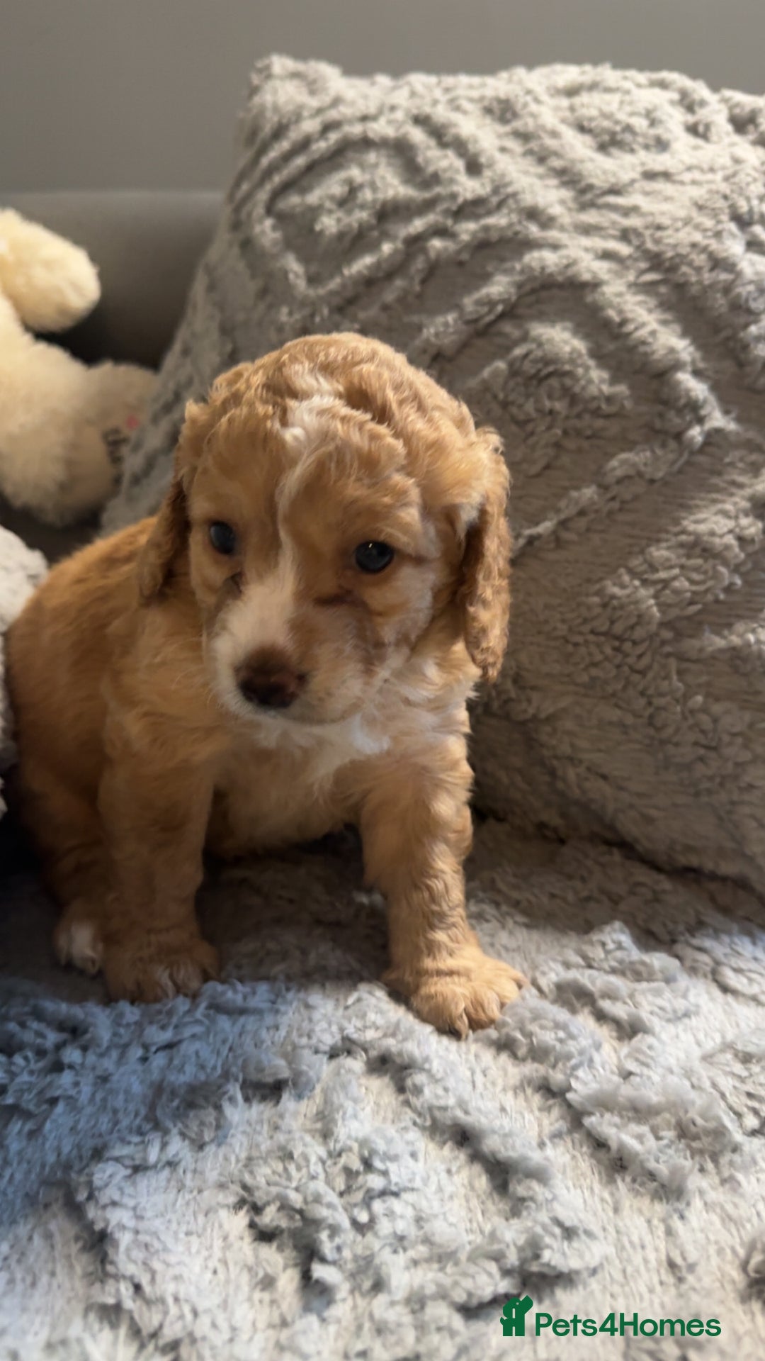 Cockapoo dogs for sale: Gorgeous f2 cockapoo pups  - Image 18