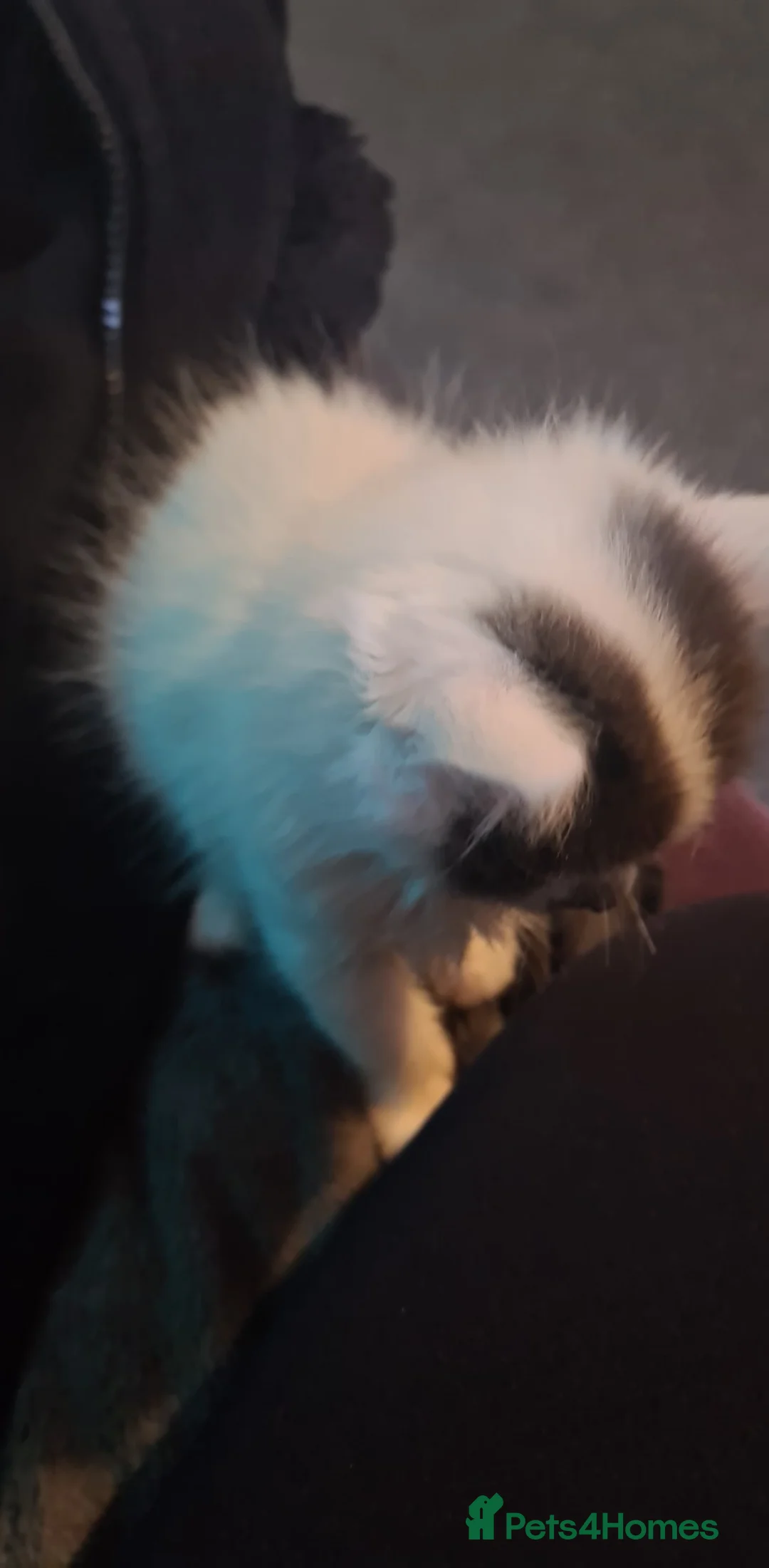 Siberian cats for sale: Kittens - Advert 20