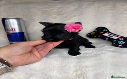 Yorkshire Terrier dogs for sale: Purebreed Yorkshire terrier (480G)8weeks old🥰 - Image 15
