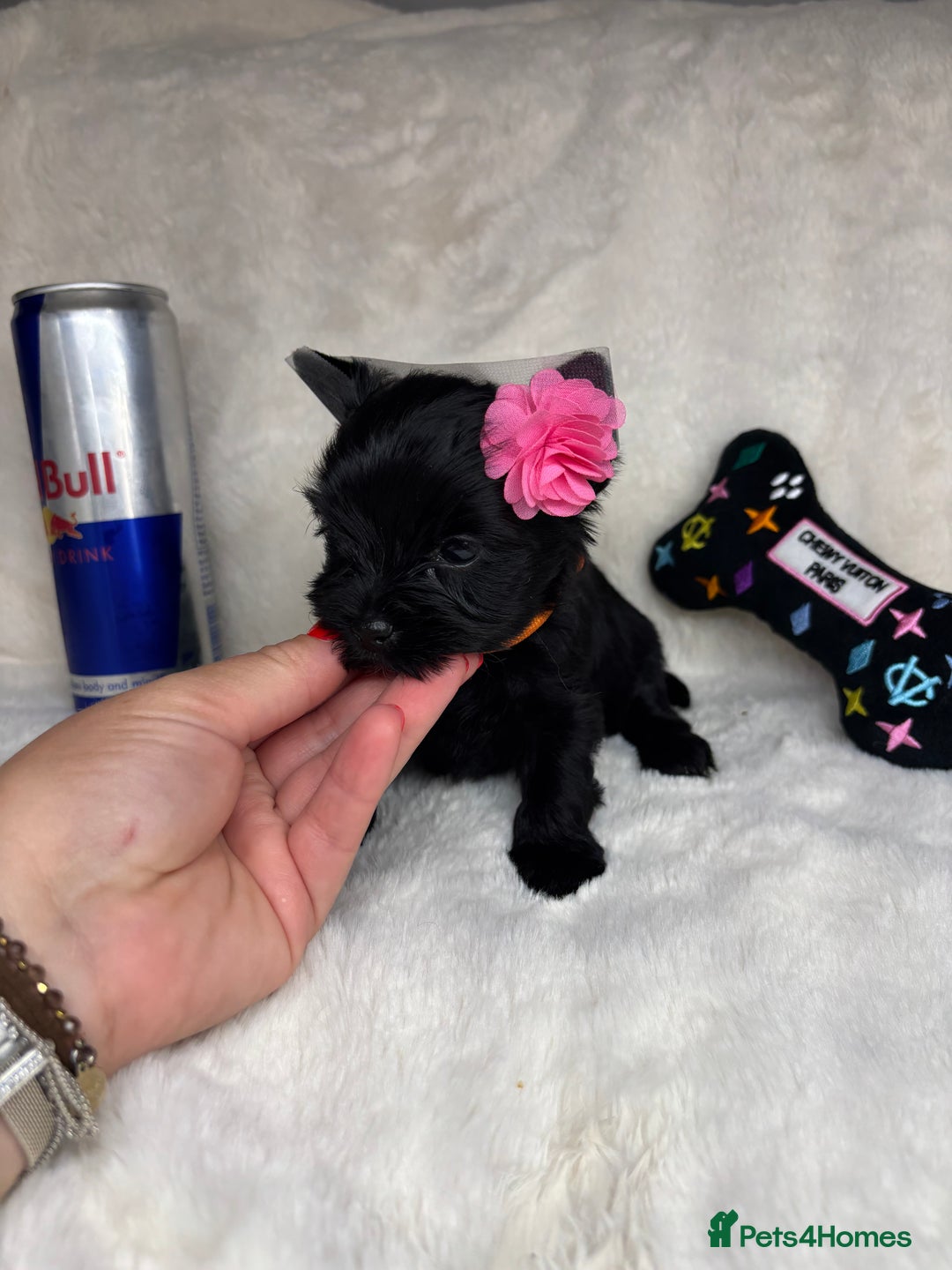Yorkshire Terrier dogs for sale: Purebreed Yorkshire terrier (480G)8weeks old🥰 - Image 15