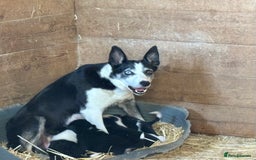 Mixed Breed dogs for sale: Huntaway X Collie Bitch Pup - Image 4