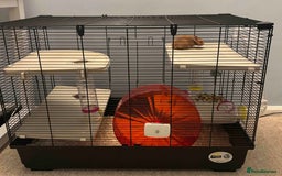 Hamster rodents for sale: Friendly Siberian Hamster with Large Cage Setup  - Image 1