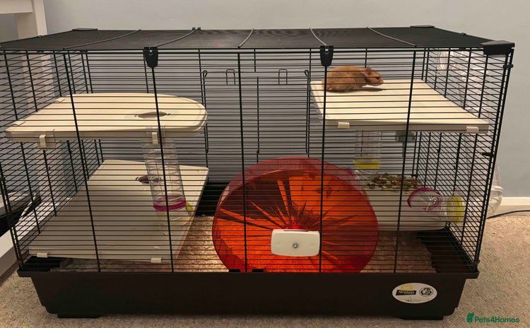 Hamster rodents - Advert 1