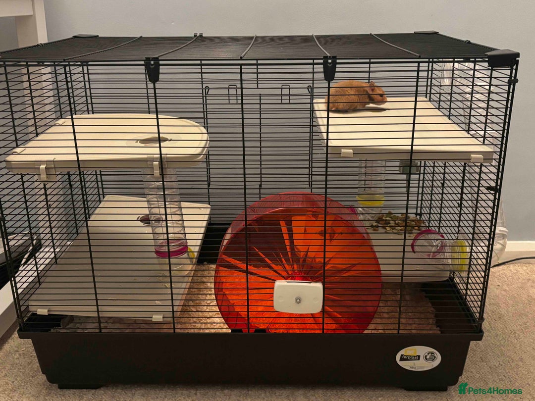 Hamster rodents for sale: Friendly Siberian Hamster with Large Cage Setup  - Image 1