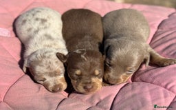 Miniature Dachshund dogs for sale: Miniature dachshund puppy’s ❤️ - Image 12