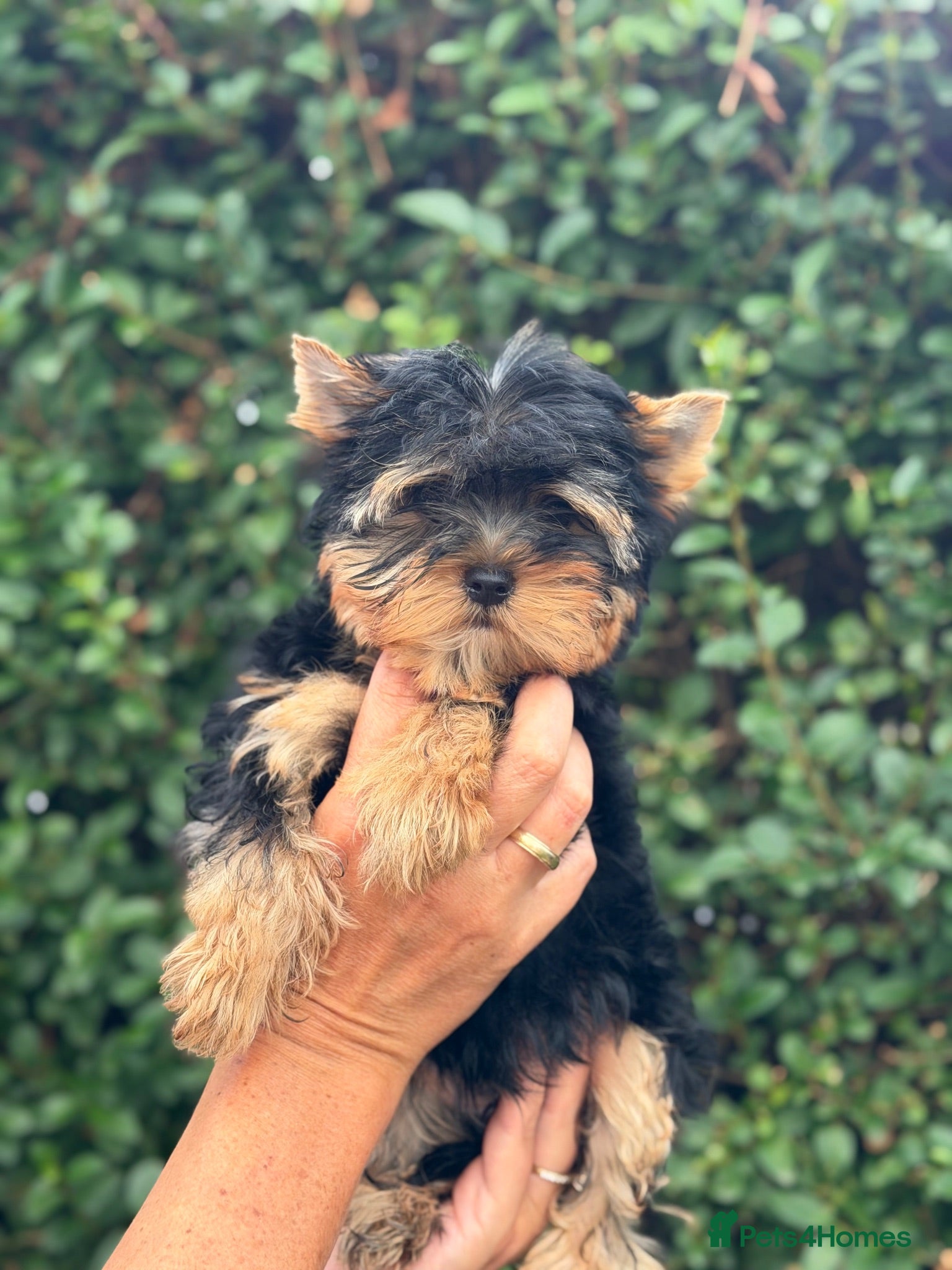 Yorkshire Terrier dogs ❤️ Beautiful Yorkshire Terrier Puppies. Ready now - Advert 2