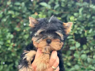 Yorkshire Terrier dogs ❤️ Beautiful Yorkshire Terrier Puppies. Ready now - Advert 2