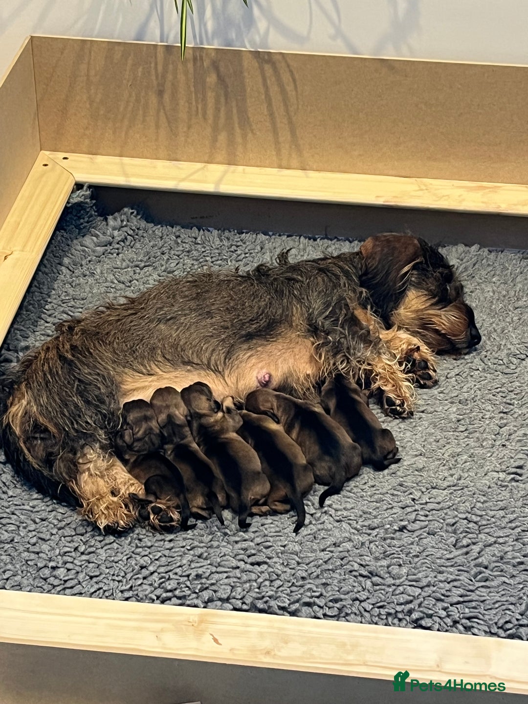 Dachshund dogs for sale: Standard Wire Haired Dachshund puppies - Advert 8