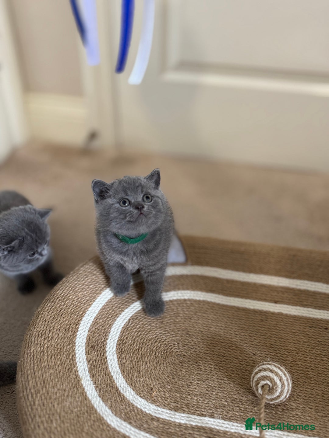 British Shorthair cats for sale: British Shorthair Blue Kittens - Image 7
