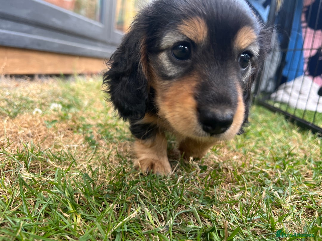 Miniature Dachshund dogs for sale: Miniature Long Haired black & tan bitch - Image 8