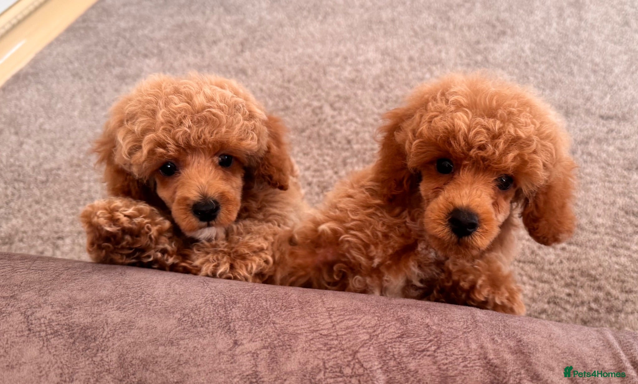 Toy Poodle dogs Beautiful toy poodles ready now  - Advert 1
