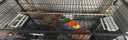 Conures birds for sale: Pineapple conure in Shildon - Advert 3