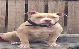 American Bully dogs for sale: Pocket bully puppies - Image 1