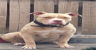 American Bully dogs - Advert 5