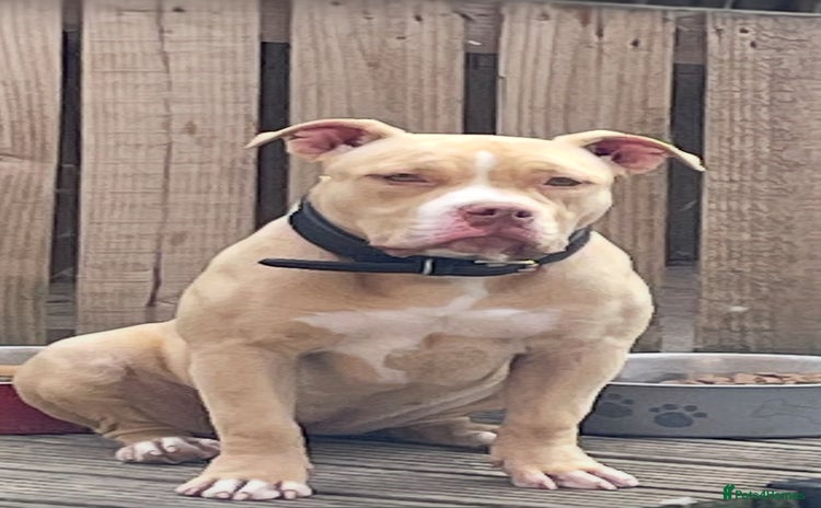 American Bully dogs - Advert 1