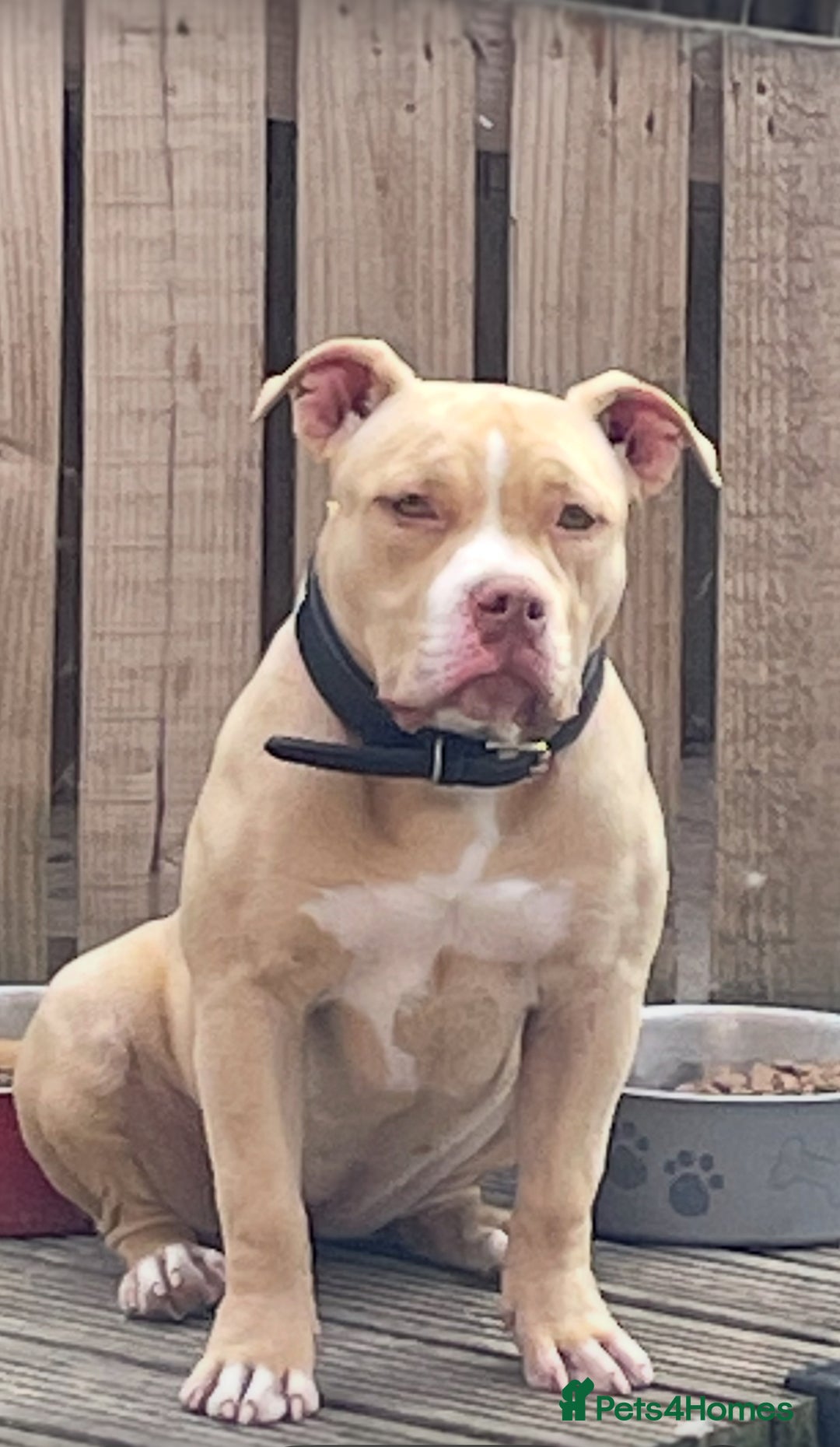 American Bully dogs for sale: Pocket bully puppies - Image 1
