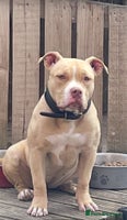 American Bully dogs - Advert 1