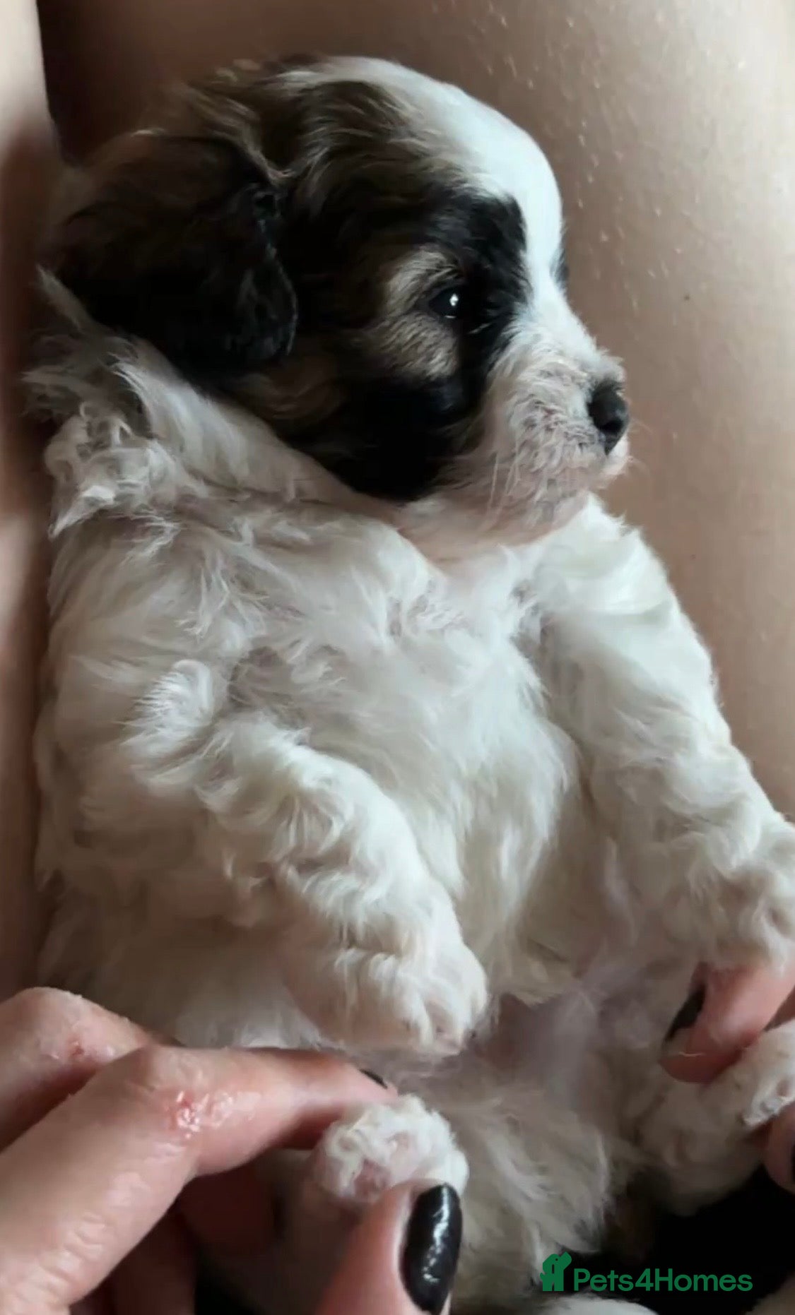 Pomapoo dogs *Rare Parti marked Pomapoo boys * - Advert 2