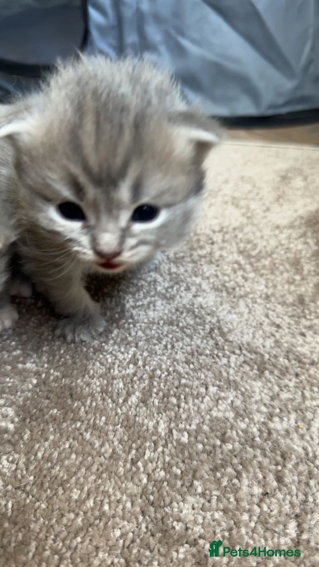 Perdoll cats for sale: Persian babies  in Doncaster - Advert 16