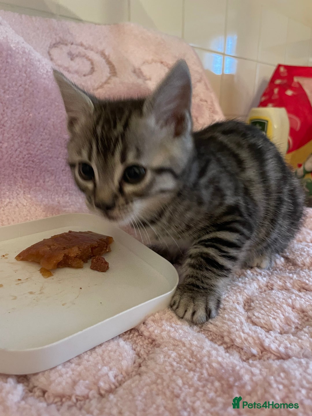 Bengal cats for sale: Bengal x kittens boys  - Advert 5