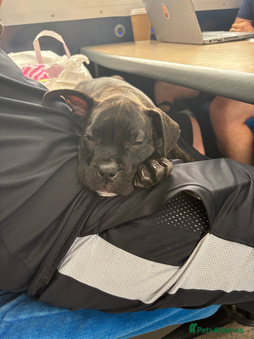 Mixed Breed dogs for sale: 10 week old cane corso pup - Image 1