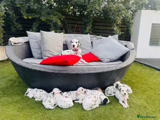 Dalmatian dogs 100% Full hearing Litter - KC Dalmatian Puppies - Advert 13