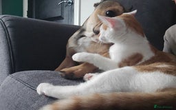 British Shorthair cats for sale: 2 ginger brothers  - Image 9