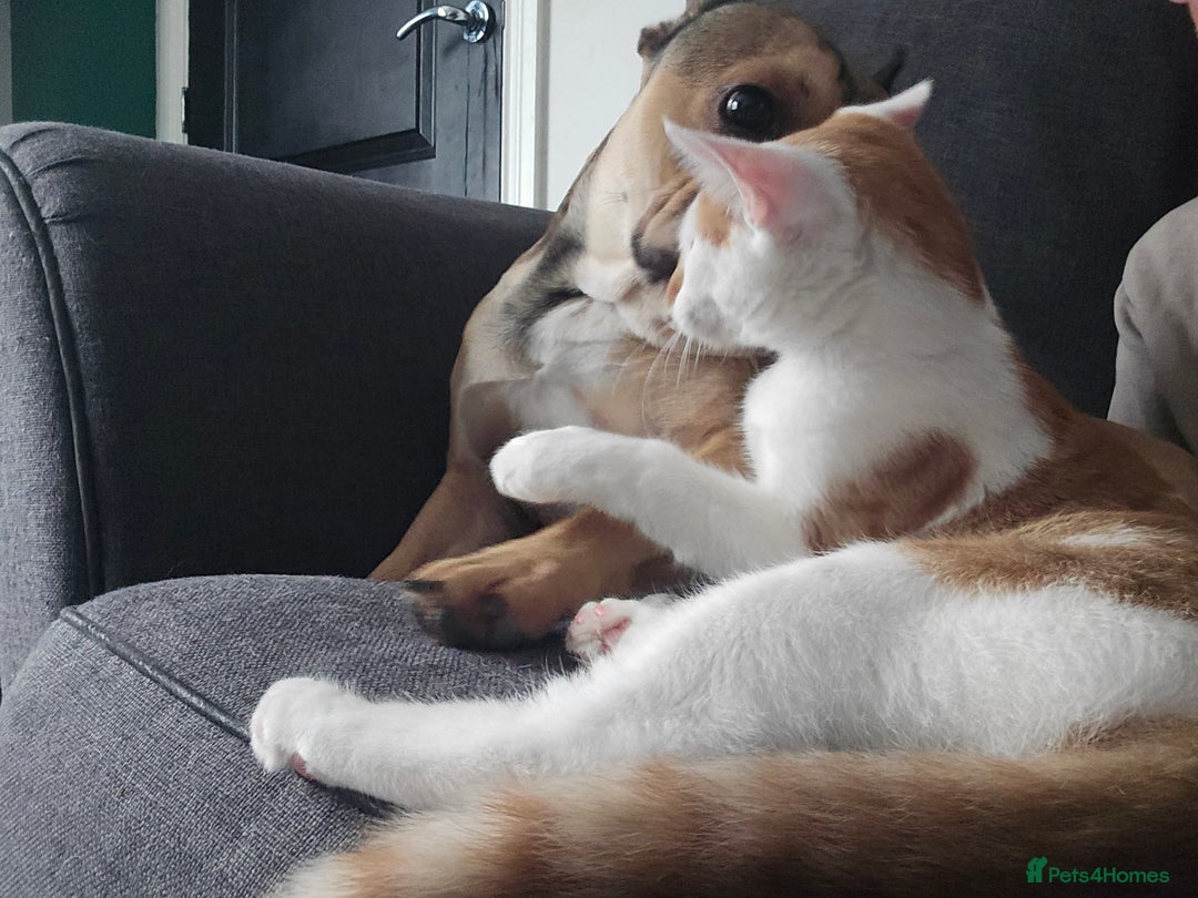 British Shorthair cats for sale: 2 ginger brothers  - Image 9