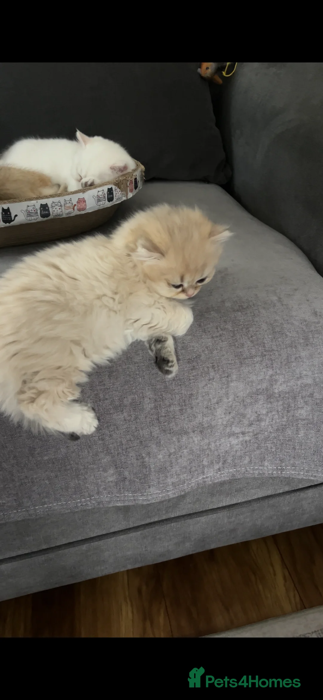 British Shorthair cats for sale: Purrista BSH kittens - Advert 2