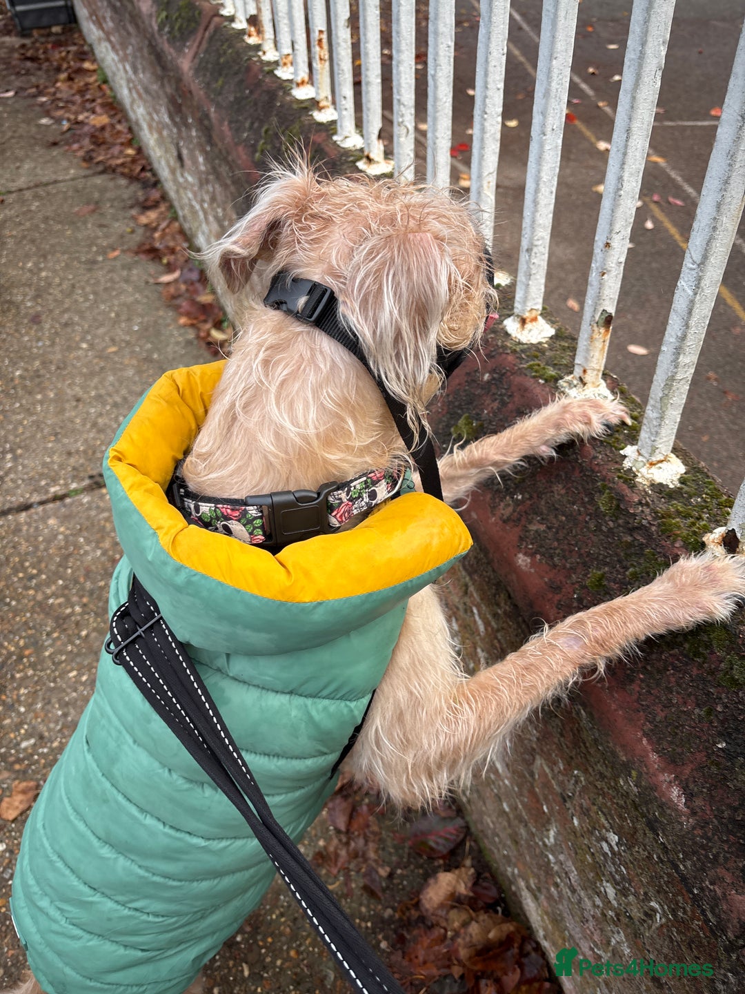 Mixed Breed dogs for sale: Rehoming due to unexpected illness - Image 2