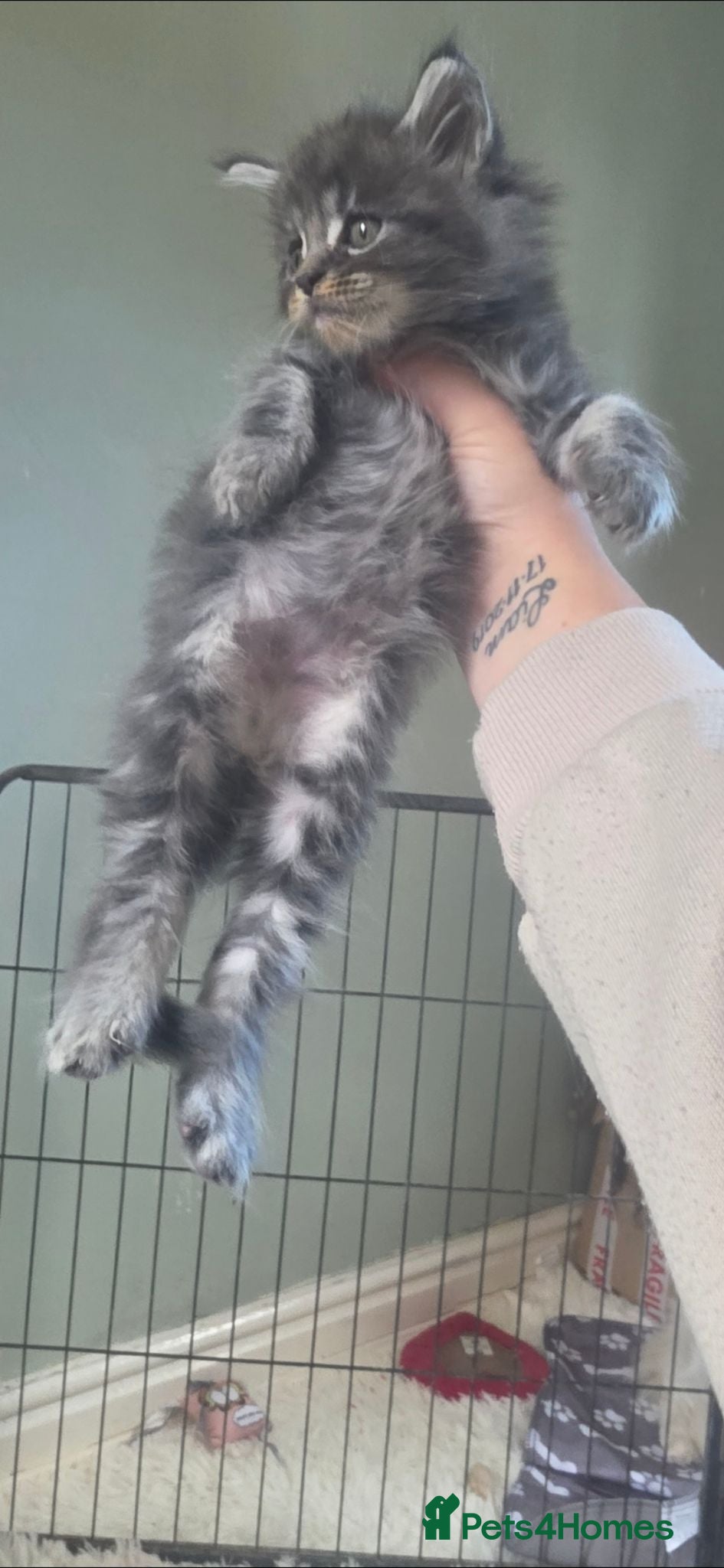 Maine Coon cats Last boy remaining tica mainecoons - Advert 13