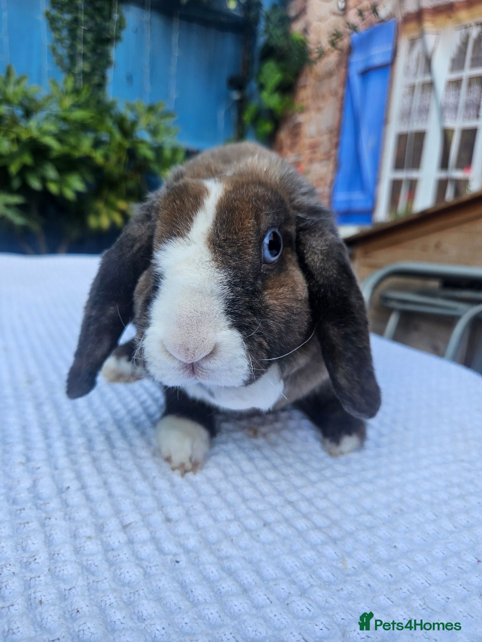 Mini Lop rabbits 12 weeks Purebred Mini Plush Lops- Suffolk - Advert 1