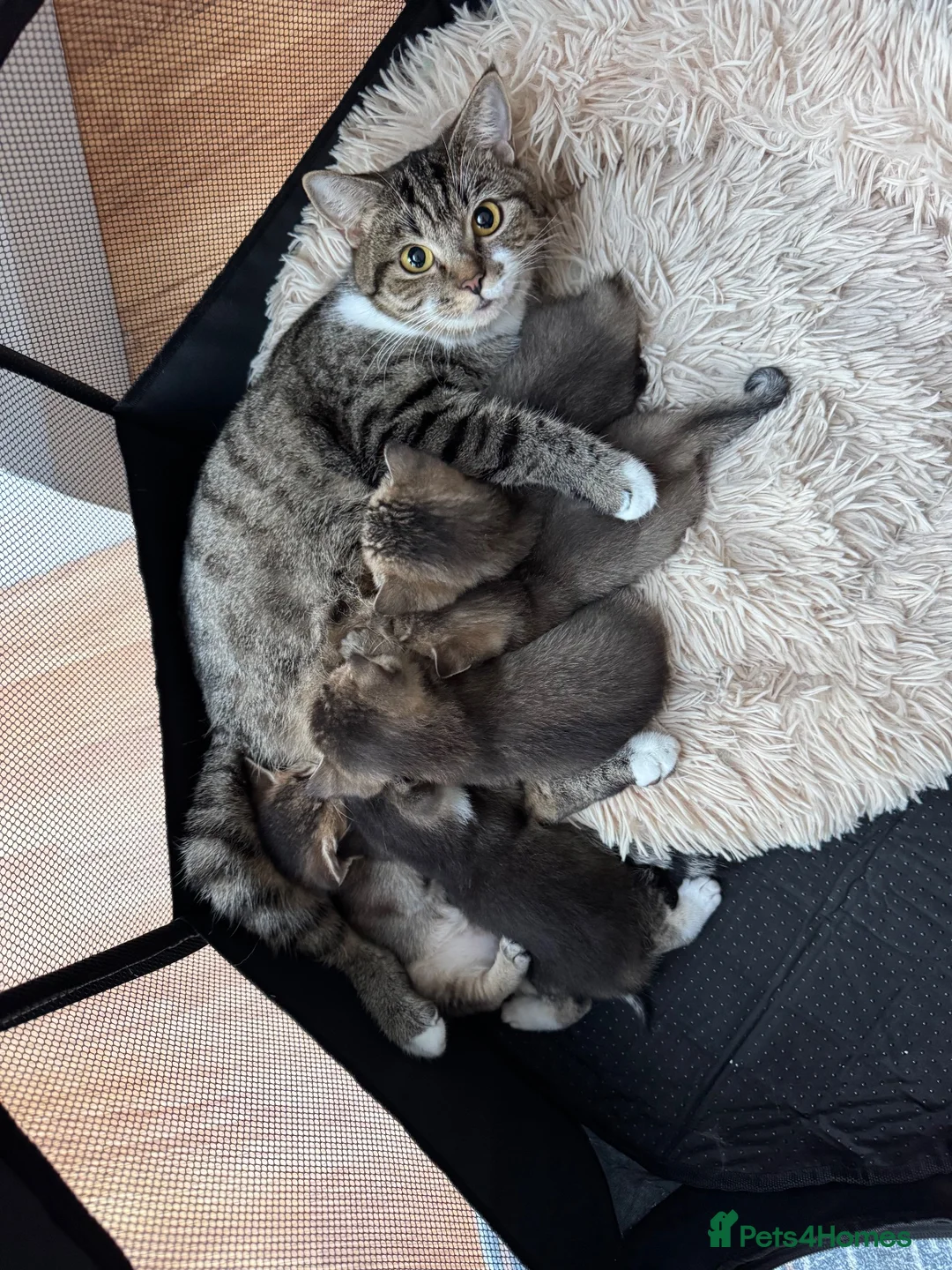 British Shorthair cats for sale: 🐱❤️ Beautiful Kittens Looking for Loving Homes! in Surbiton - Advert 1