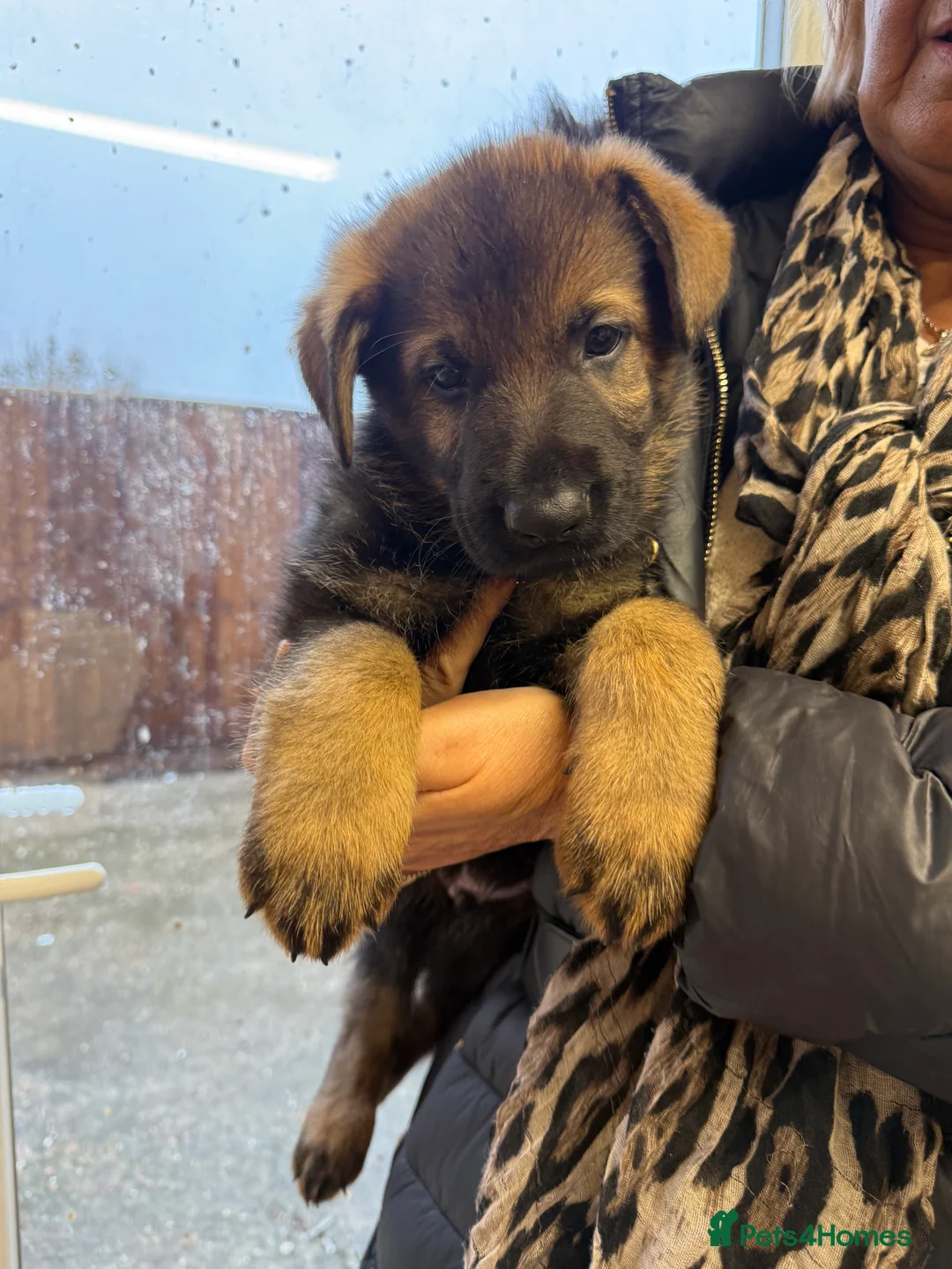 German Shepherd dogs for sale: Pedigree, Czech Line, Straight Back puppies - Advert 6