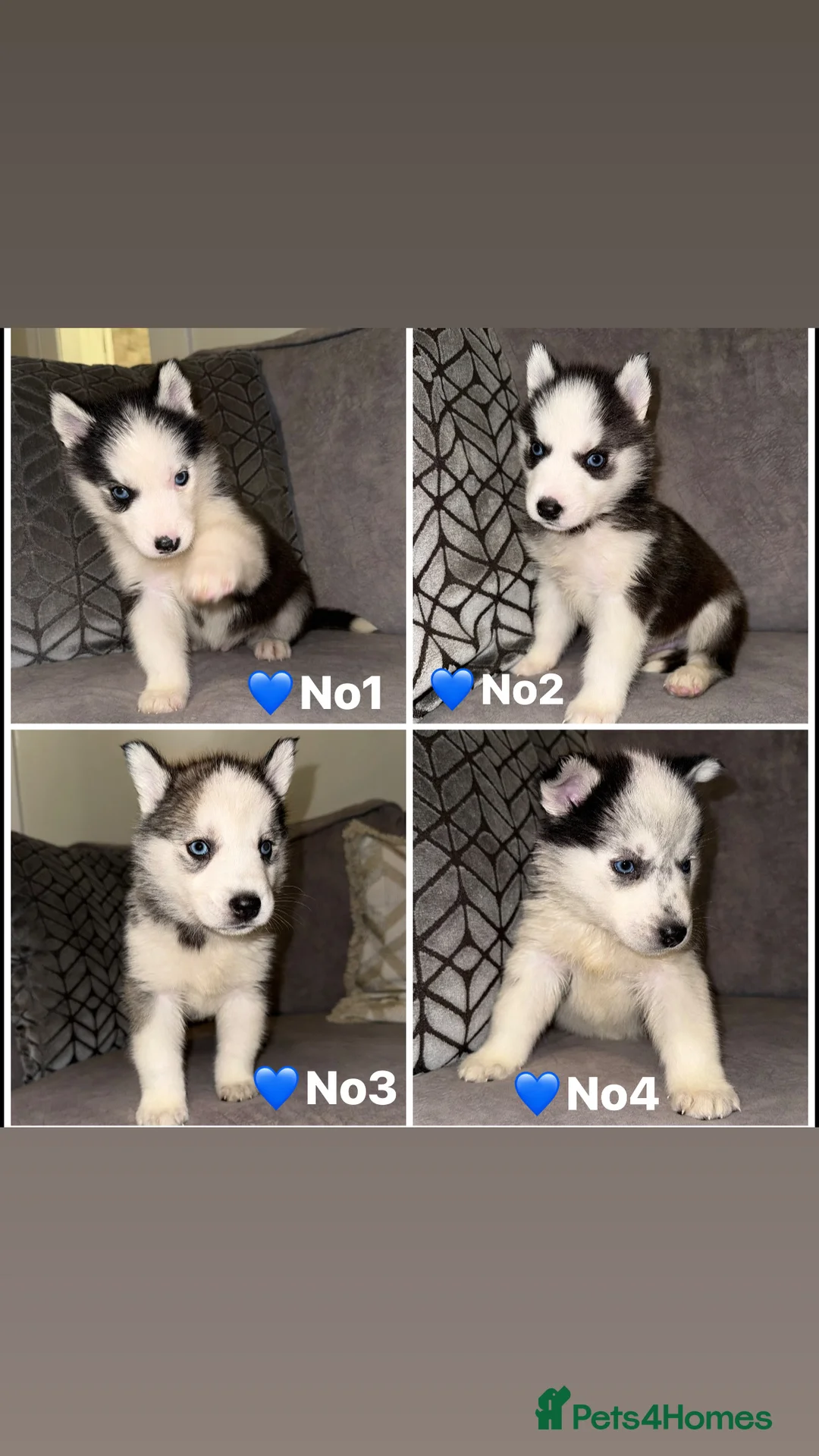 Siberian Husky dogs for sale: 3 Stunning Siberian Husky boys with blue eyes 😍 - Advert 12