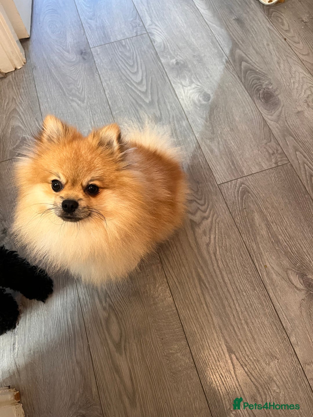 Pomapoo dogs for sale: Pomapoo puppy  - Image 7