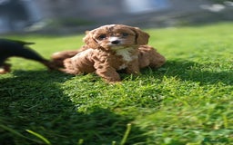 Cavapoo dogs for sale: Stunning F1 Quality Cavapoo Puppies. Dad Tested.  - Image 13