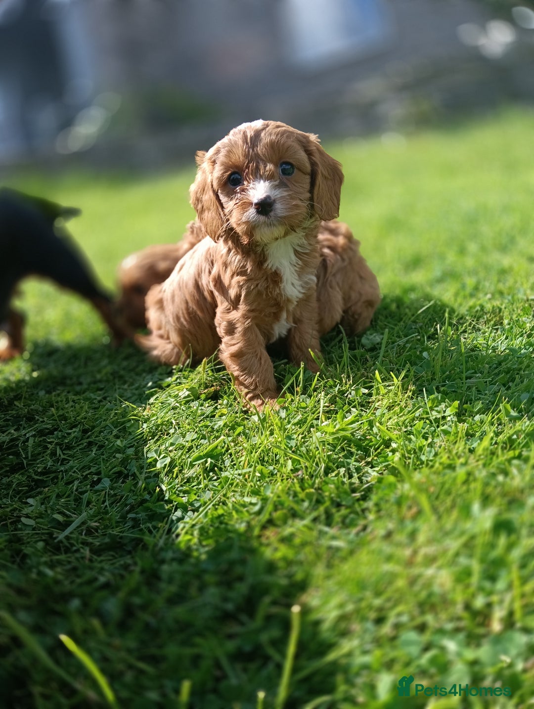 Cavapoo dogs for sale: Stunning F1 Quality Cavapoo Puppies. Dad Tested.  - Image 13