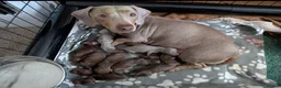 Miniature Dachshund dogs for sale: 2 adorable chocolate tan biys - Advert 8