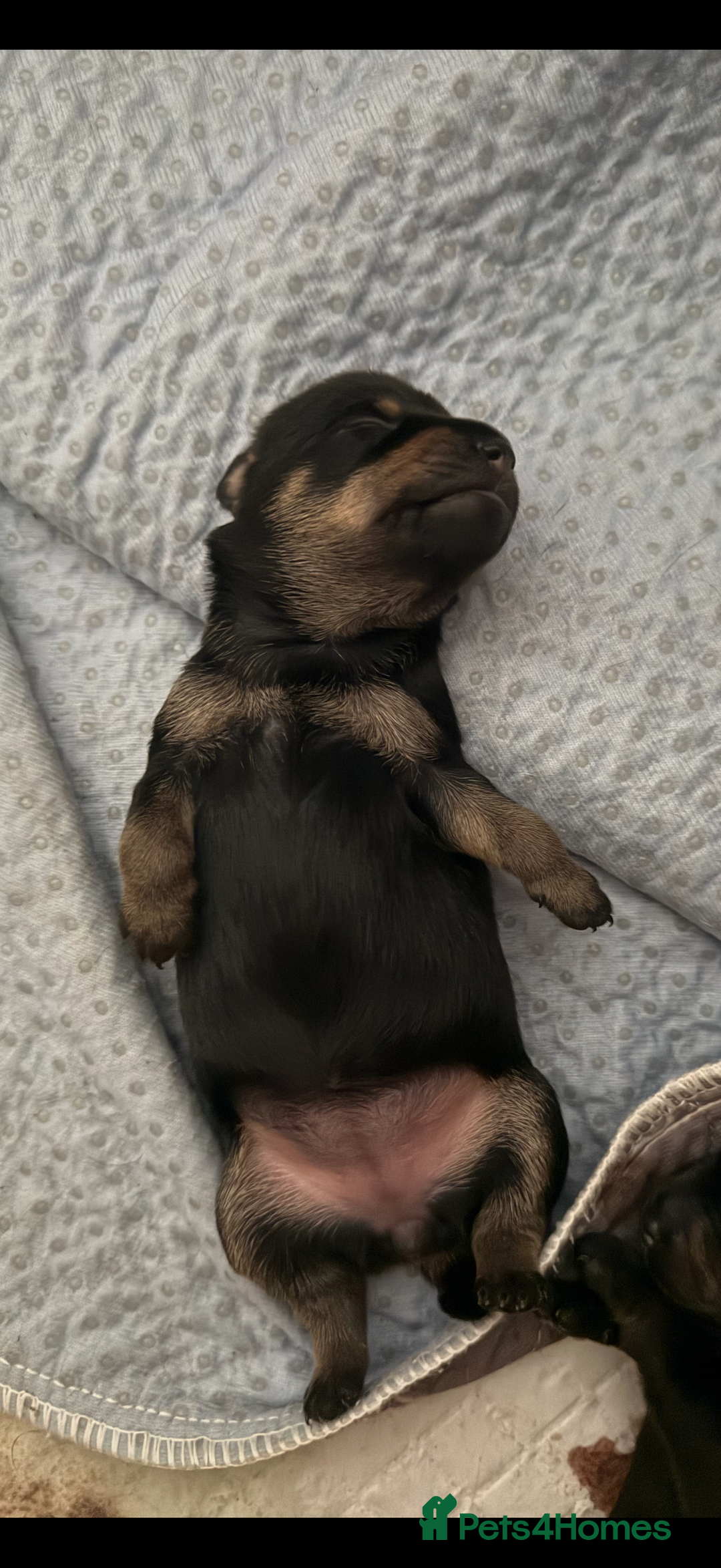 Mixed Breed dogs for sale: Beautiful miniature dash X Maltese  - Image 12