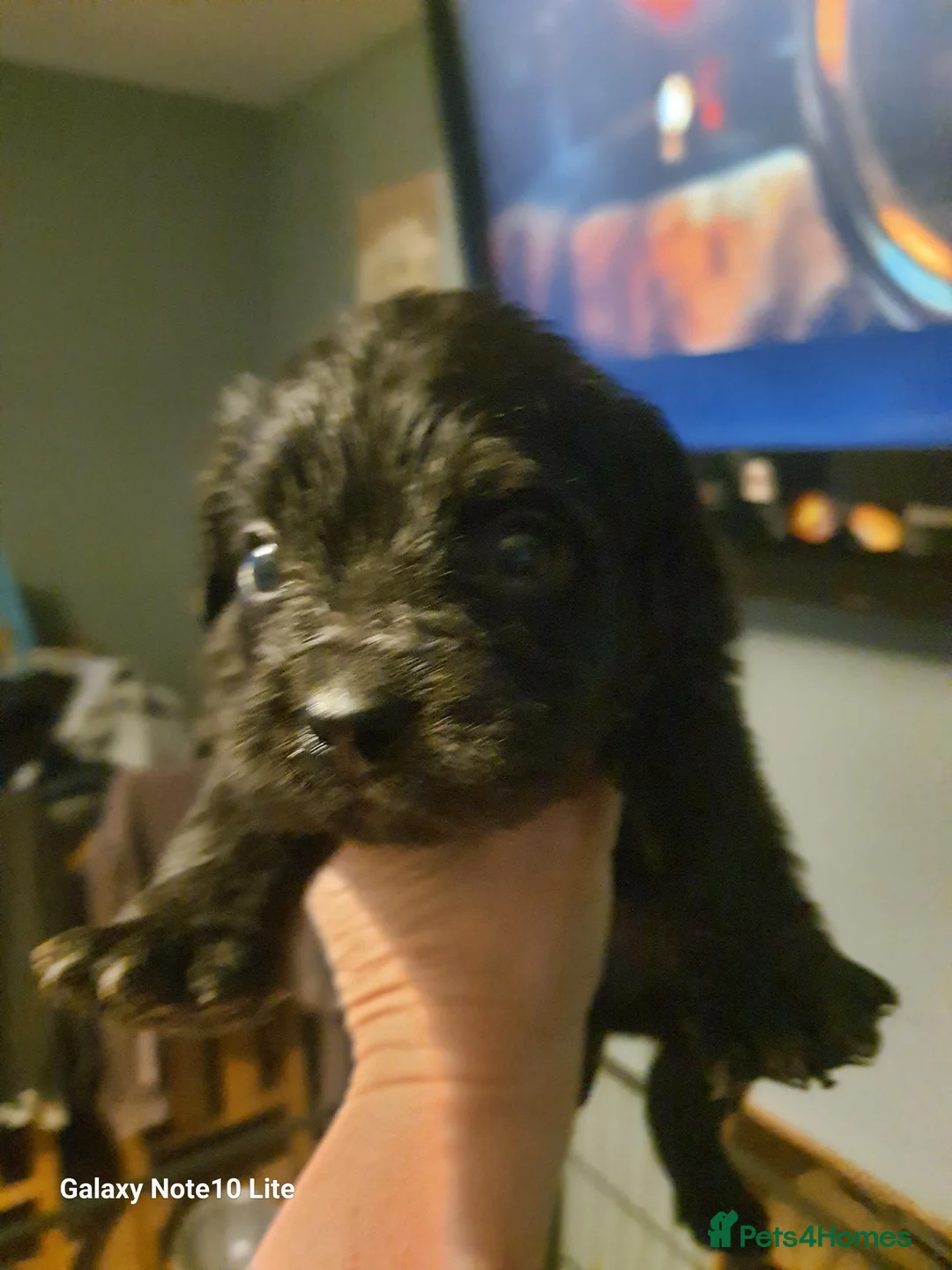 Mixed Breed dogs for sale: Boodles - Advert 9