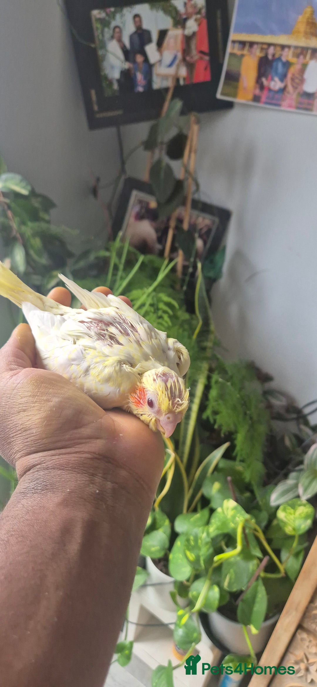 Cockatiels birds for sale: Lovely birds babyies - Image 4